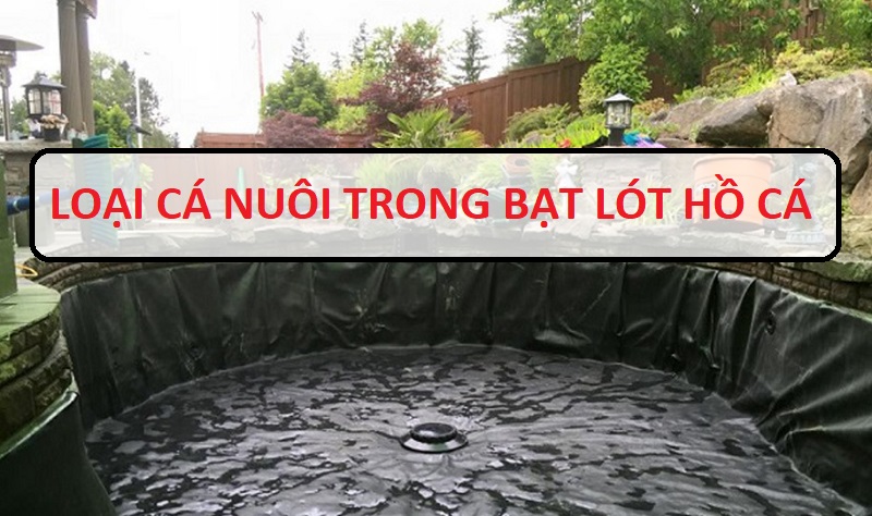 Loại cá nào thường được nuôi trong bạt lót ao nuôi cá