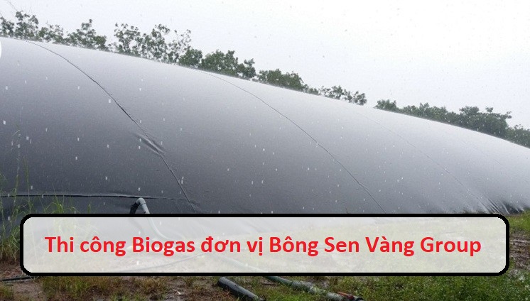 Sử dụng bạt chống thấm cho hầm biogas tại Bông Sen Vàng Group