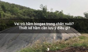 Vai trò hầm biogas trong chăn nuôi? Thiết kế hầm cần lưu ý điều gì?
