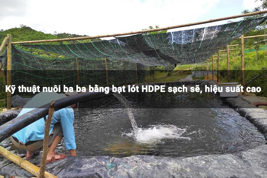Kỹ thuật nuôi ba ba bằng bạt lót HDPE