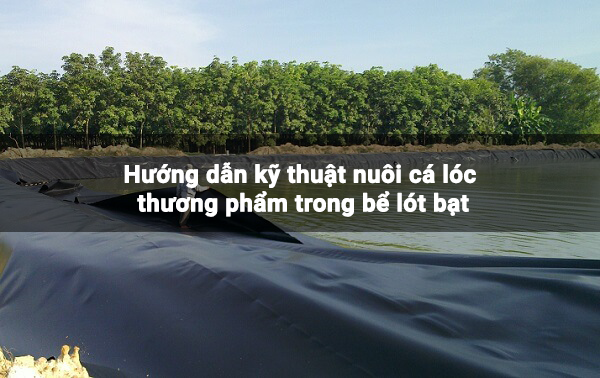 Hướng dẫn kỹ thuật nuôi cá lóc thương phẩm trong bể lót bạt