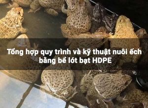 Hướng dẫn chi tiết kỹ thuật nuôi ếch bằng bể lót bạt HDPE