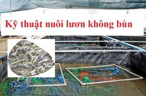 Kỹ thuật nuôi lươn không bùn