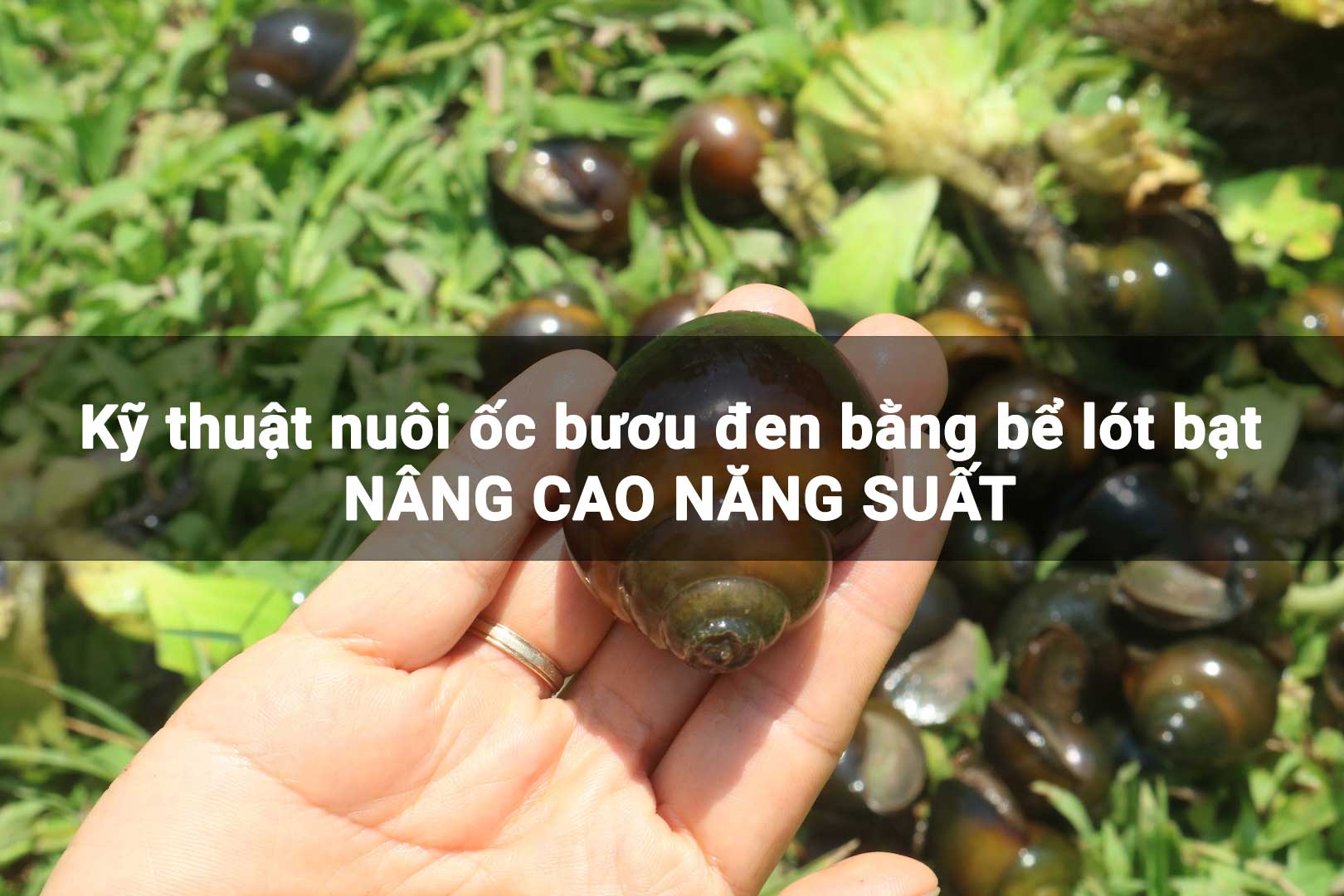 Kỹ thuật nuôi ốc bươu đen bằng bể lót bạt tăng năng suất