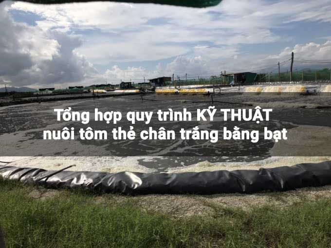 Kỹ thuật nuôi tôm thẻ chân trắng bằng bạt