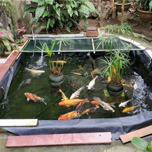 Một số câu hỏi liên quan đến hồ koi lót bạt HDPE