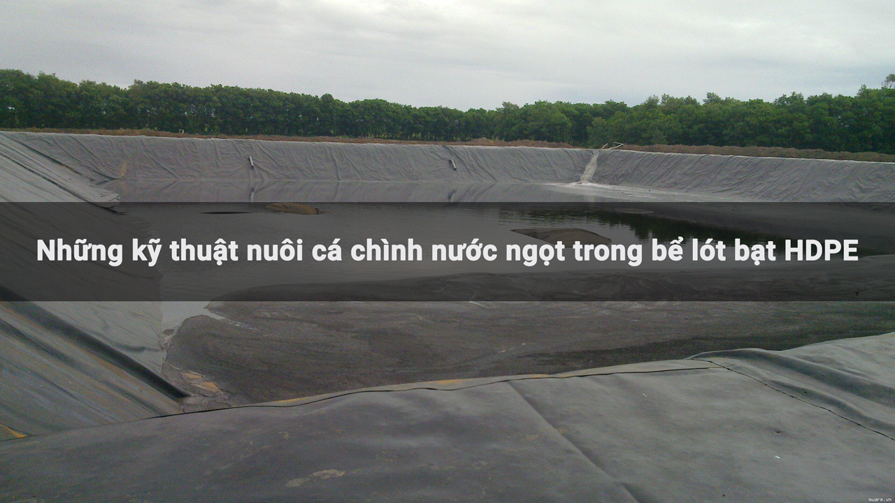 Những kỹ thuật nuôi cá chình nước ngọt trong bể lót bạt HDPE