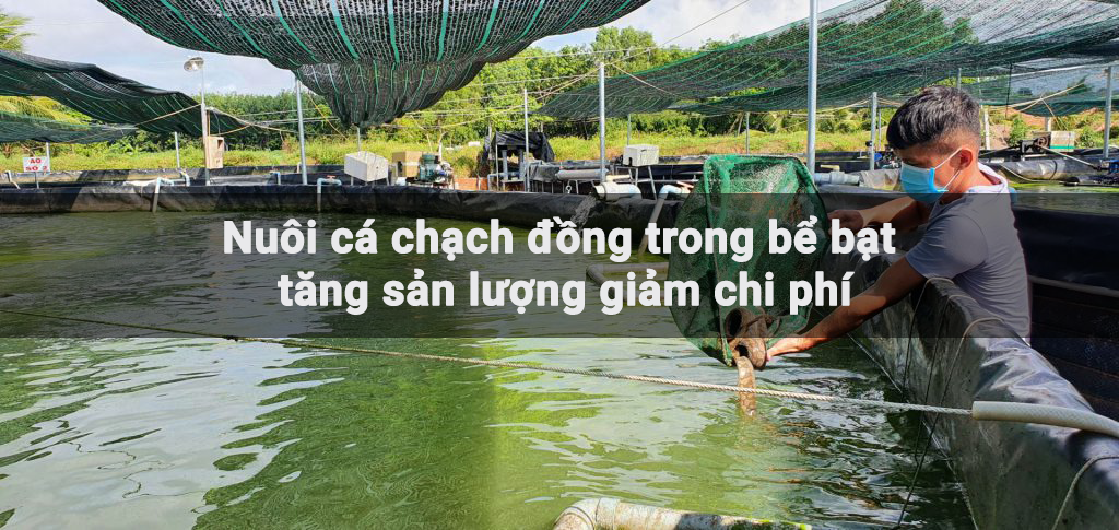 Nuôi cá chạch đồng trong bể bạt tăng sản lượng giảm chi phí