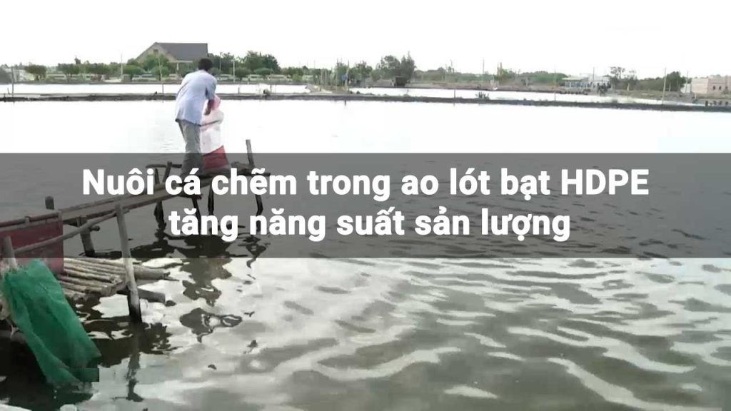 Nuôi cá chẽm trong ao lót bạt HDPE tăng năng suất sản lượng