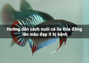 Hướng dẫn cách nuôi cá lia thia đồng lên màu đẹp ít bị bệnh