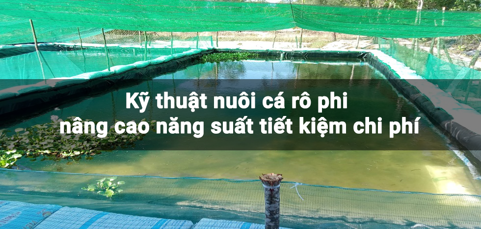 Kỹ thuật nuôi cá rô phi nâng cao năng suất tiết kiệm chi phí