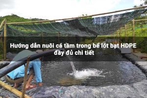 Hướng dẫn nuôi cá tầm trong bể lót bạt HDPE đầy đủ chi tiết