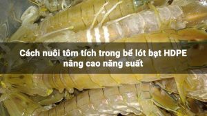 Cách nuôi tôm tích trong bể lót bạt HDPE nâng cao năng suất