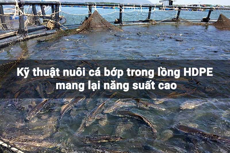 Kỹ thuật nuôi cá bớp trong lồng HDPE mang lại năng suất cao