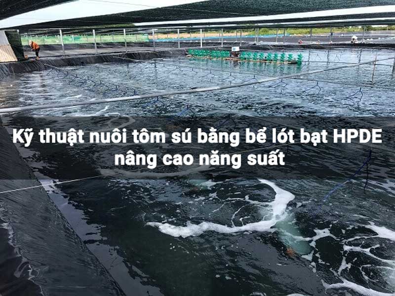 Kỹ thuật nuôi tôm sú bằng bể lót bạt HPDE nâng cao năng suất