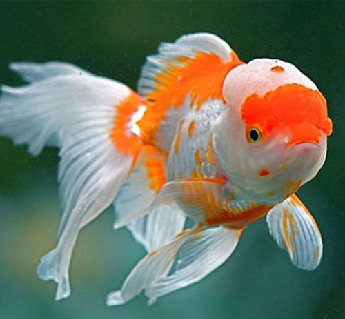 Cá vàng Oranda