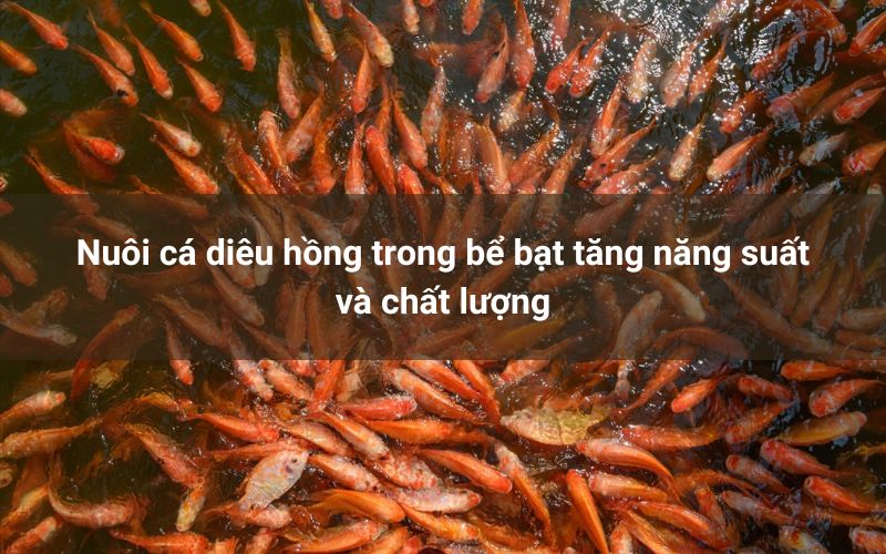 Nuôi cá diêu hồng trong bể bạt tăng năng suất và chất lượng