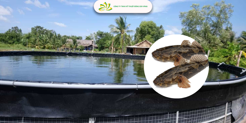 Ưu điểm & Chuẩn bị bể bạt HDPE