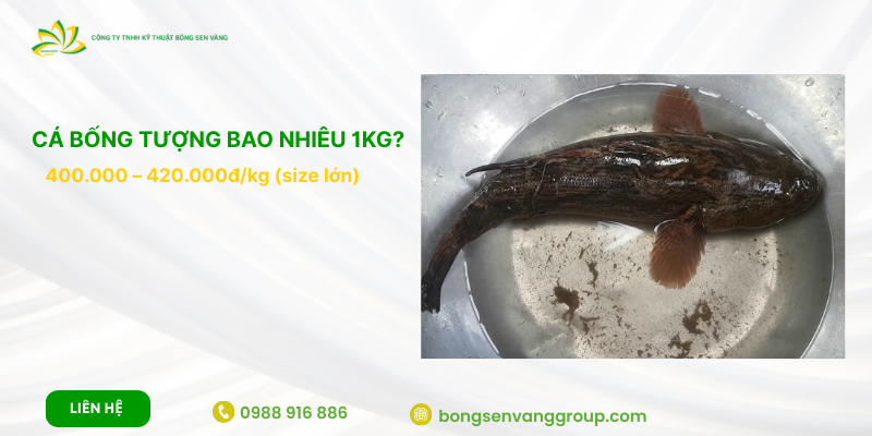 Cá bống tượng bao nhiêu tiền 1kg? Bảng giá tham khảo