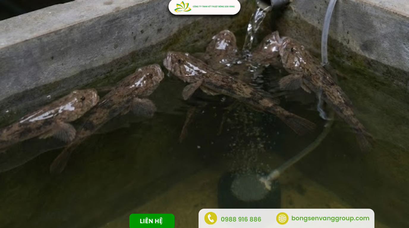 Dấu hiệu cá bống tượng thiếu oxy người nuôi cần biết