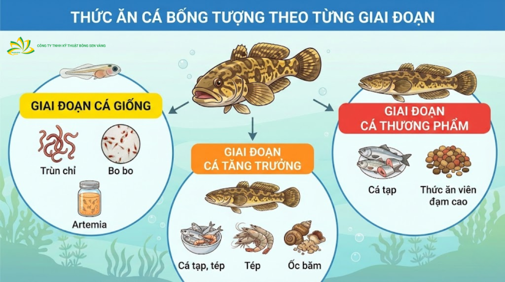 Nuôi cá bống tượng cho ăn gì theo từng giai đoạn phát triển