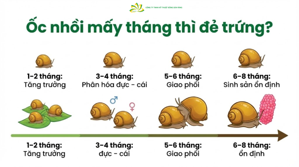  Các yếu tố ảnh hưởng đến thời gian sinh sản của ốc nhồi